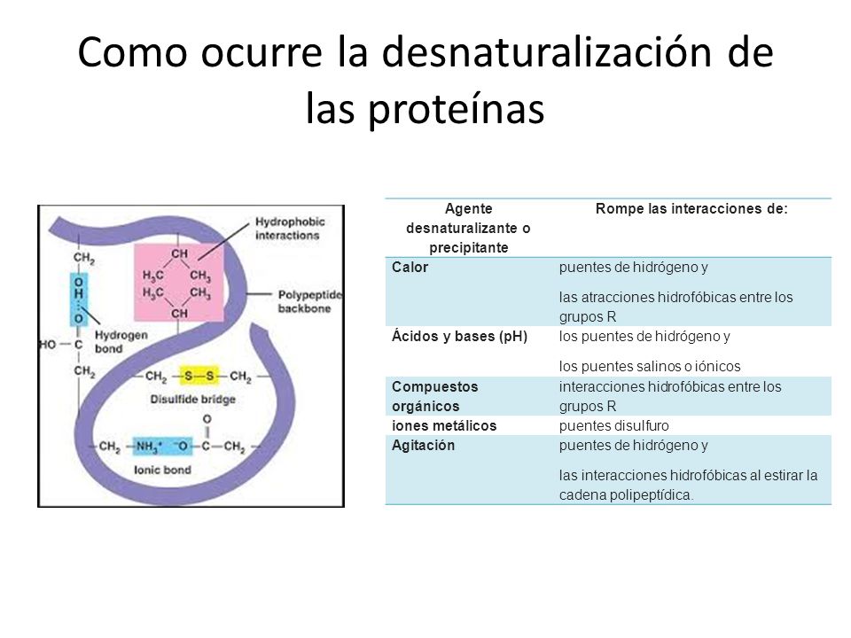 Puente de hidrogeno en protein as para bajar de peso Puente de hidrogeno en protein as para bajar de peso